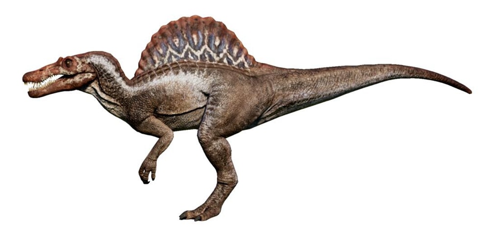 Spinosaurus Knowledge.jpg