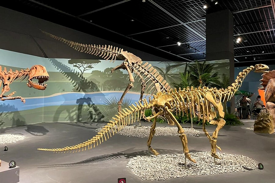 dinosaur skeleton.jpeg