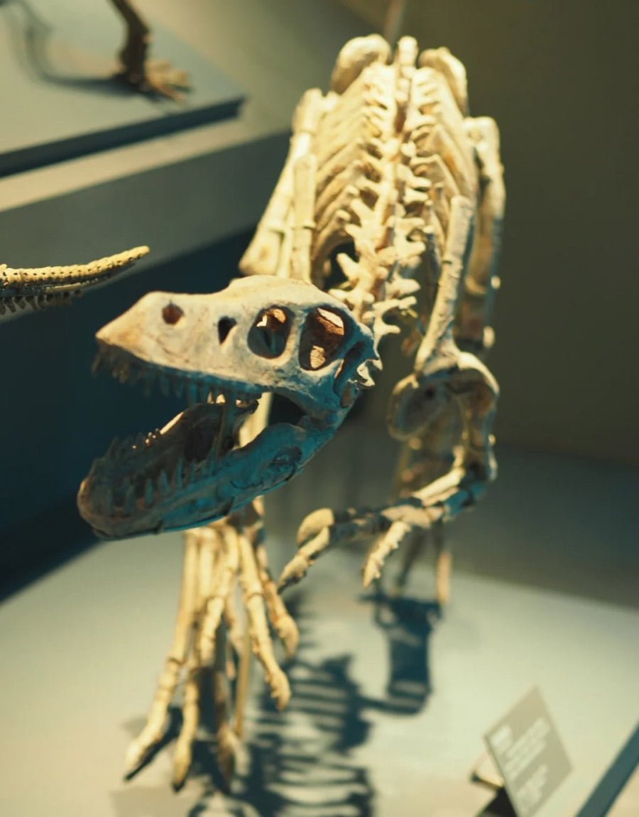 dino skeleton