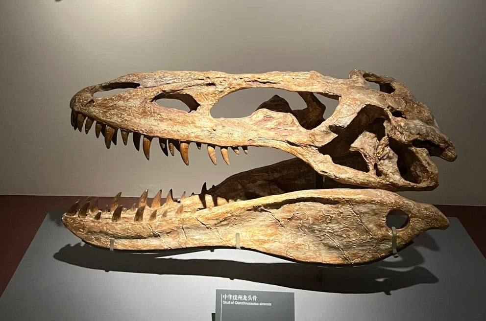 Replica Dinosaur Skeletons