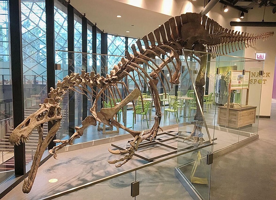 Baryonyx Fossil Baryonyx Fossil