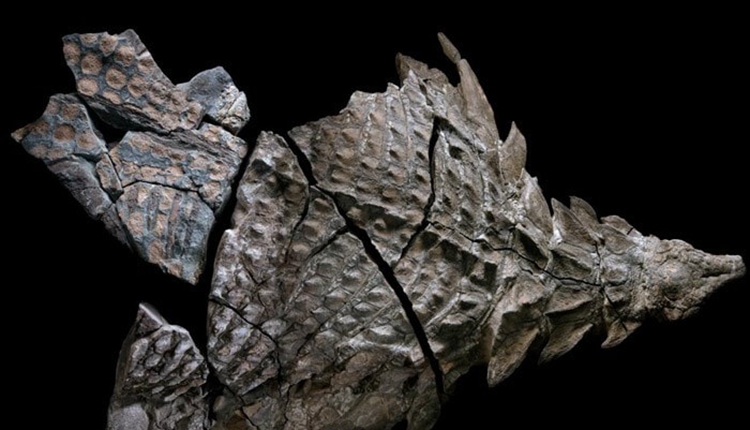 Dinosaur Exhibition in Shopping Centers