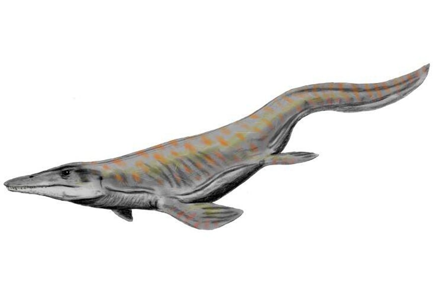 Tylosaurus Tylosaurus