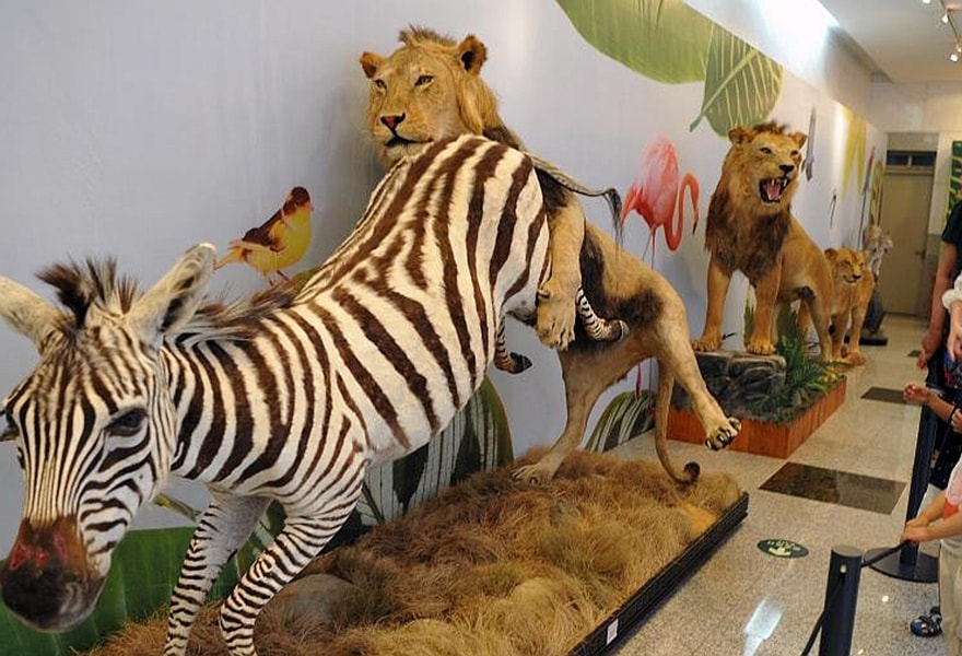 animatronic animals for museum.jpeg