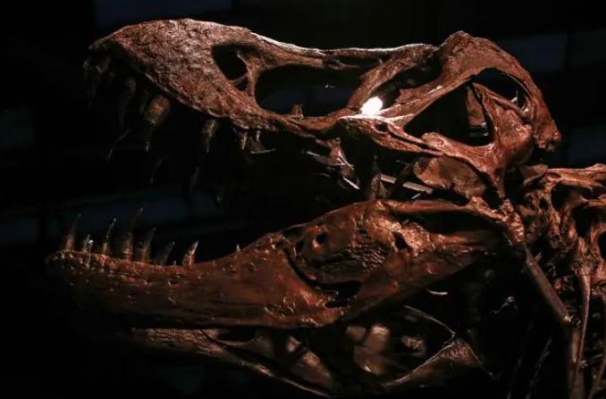 Tyrannosaurus rex.jpg