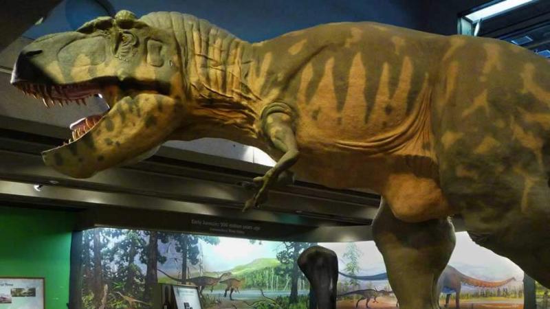 Dinosaur Exhibition in Shopping Centers