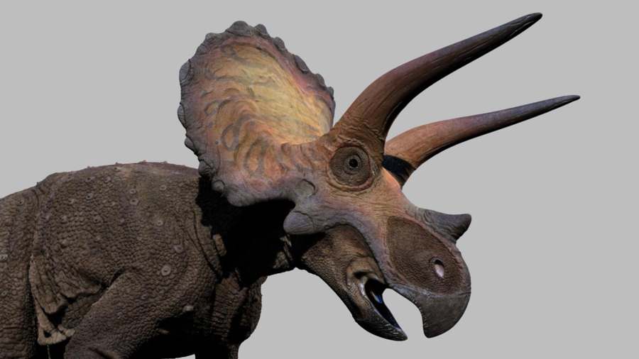 Dinosaur Exhibition in Shopping Centers